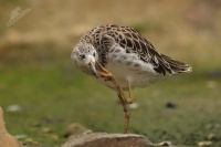 Jespak bojovny ZOO 9521